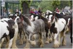 'The Herd Arrives' by Ian Atkinson ARPS