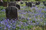 'Tombs And Bluebells' by Ian Atkinson ARPS