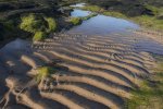 'Weed And Sand' by Ian Atkinson ARPS