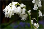 'Whitebells' by Ian Atkinson ARPS