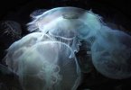 'Moon Jellyfish' by Ian Cartwright FRPS