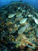 'Surgeon Fish, Komodo National Park' by Ian Cartwright FRPS