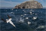 'Bass Rock' by Jane Coltman CPAGB