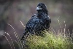 'Carrion Crow' by Jane Coltman CPAGB