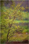 'Corby Tree' by Jane Coltman CPAGB