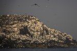 'Farnes Evening Light' by Jane Coltman CPAGB