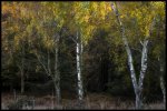 'Silver Birch' by Jane Coltman CPAGB