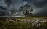 'Lone Tree' by Jane Coltman CPAGB