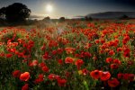 'Poppies At Lesbury' by Jane Coltman CPAGB