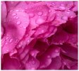 'Rain Drops On Petals' by Jane Coltman CPAGB