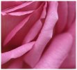 'Rose Petals' by Jane Coltman CPAGB