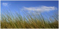 'Summer Sky' by Jane Coltman CPAGB