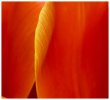 'Tulip Detail' by Jane Coltman CPAGB