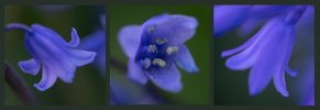 'Bluebell Triptych' by Jane Coltman CPAGB