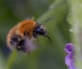 'Buzzing In The Bluebells' by Jane Coltman CPAGB