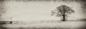 'Winter Scene' by Jane Coltman CPAGB