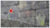 'Woodhorn Poppy' by Jane Coltman CPAGB