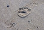 'Footstep In The Sand' by Jim Kirkpatrick