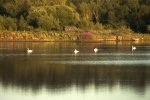 'Branton Ponds' by John Strong