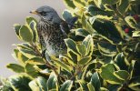 'Fieldfare' by John Strong