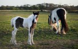 'Mother And Foal' by John Strong