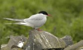 'Arctic Tern' by John Thompson ARPS EFIAP CPAGB 