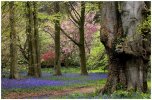 'Bluebell' by John Thompson ARPS EFIAP CPAGB 