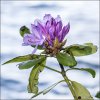 'Bolam Lake Rhododendron' by John Thompson ARPS EFIAP CPAGB 
