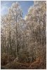 'Frosted Birch Trees' by John Thompson ARPS EFIAP CPAGB 