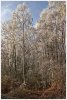 'Frosted Birch Trees' by John Thompson ARPS EFIAP CPAGB 