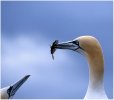 'Gannets Bonding' by John Thompson ARPS EFIAP CPAGB 