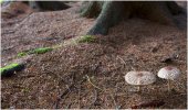 'Holystone Forest Floor' by John Thompson ARPS EFIAP CPAGB 