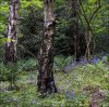 'Late Bluebells' by John Thompson ARPS EFIAP CPAGB 