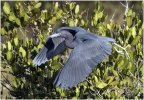 'Little Blue Heron' by John Thompson ARPS EFIAP CPAGB 