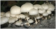 'Porcelain Fungus' by John Thompson ARPS EFIAP CPAGB 