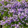 'Purple And Pretty' by John Thompson ARPS EFIAP CPAGB 