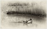 'Reed Cutter's Mooring' by John Thompson ARPS EFIAP CPAGB 