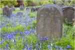 'Resting Among The Bluebells' by John Thompson ARPS EFIAP CPAGB 