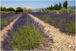 'The Lavender Farm' by John Thompson ARPS EFIAP CPAGB 