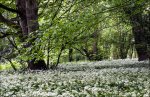 'Wild Garlic' by John Thompson ARPS EFIAP CPAGB 