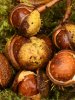 'Conkers' by John Whittaker