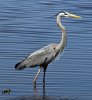 'Great Blue Heron' by Joseph Thompson