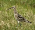 'Curlew' by Judith Snaith