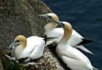 'Gannets' by Judith Snaith