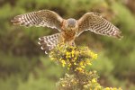 'Prickly Landing' by Judith Snaith