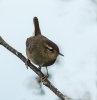 'Wren (1)' by Judith Snaith