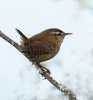 'Wren (2)' by Judith Snaith