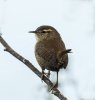 'Wren (3)' by Judith Snaith