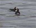 'First Ever Puffin' by Karen Broom