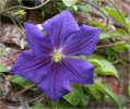 'Clematis' by Karen Broom